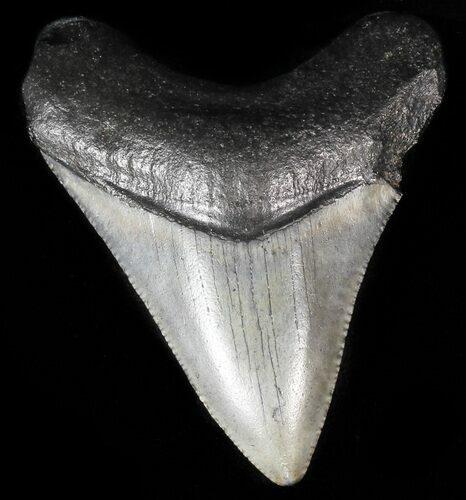 Juvenile Megalodon Tooth #56592